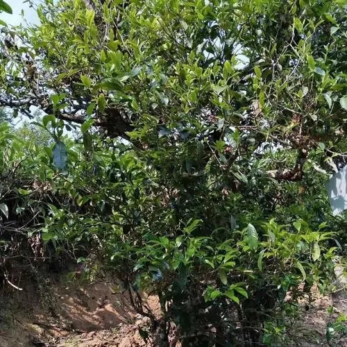 2023年永德大雪山古樹(shù)春茶口感怎么樣？