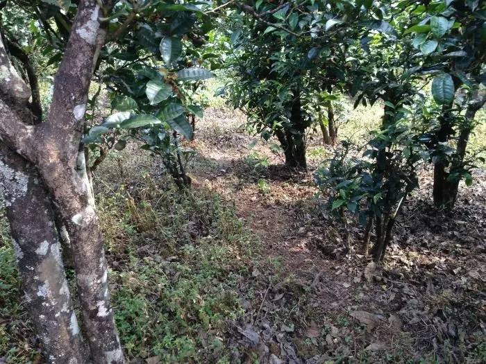 2023年永德大雪山古樹(shù)春茶價(jià)格是多少？