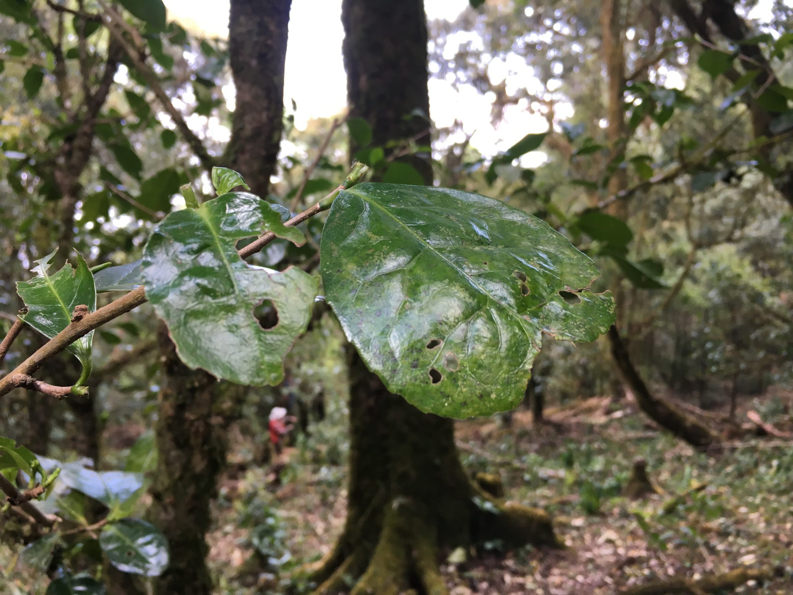 2023年永德大雪山古樹(shù)春茶多少一公斤？