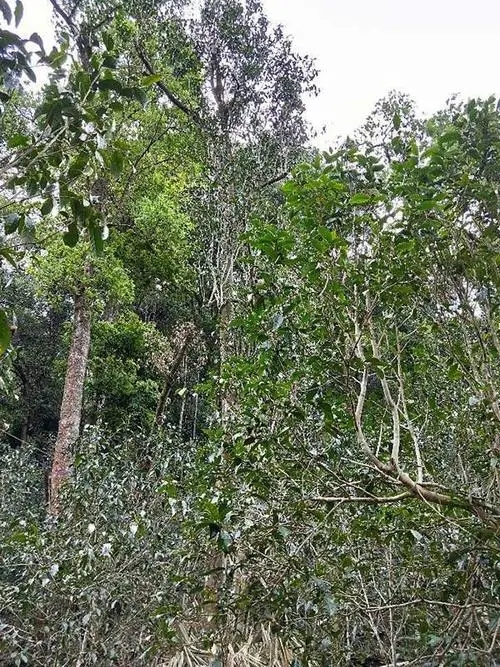 2023年多依樹古樹春茶品質(zhì)如何？