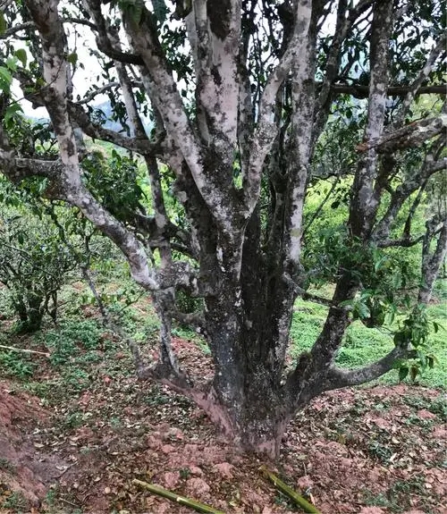 2023年易武張家灣古樹春茶特點是什么？