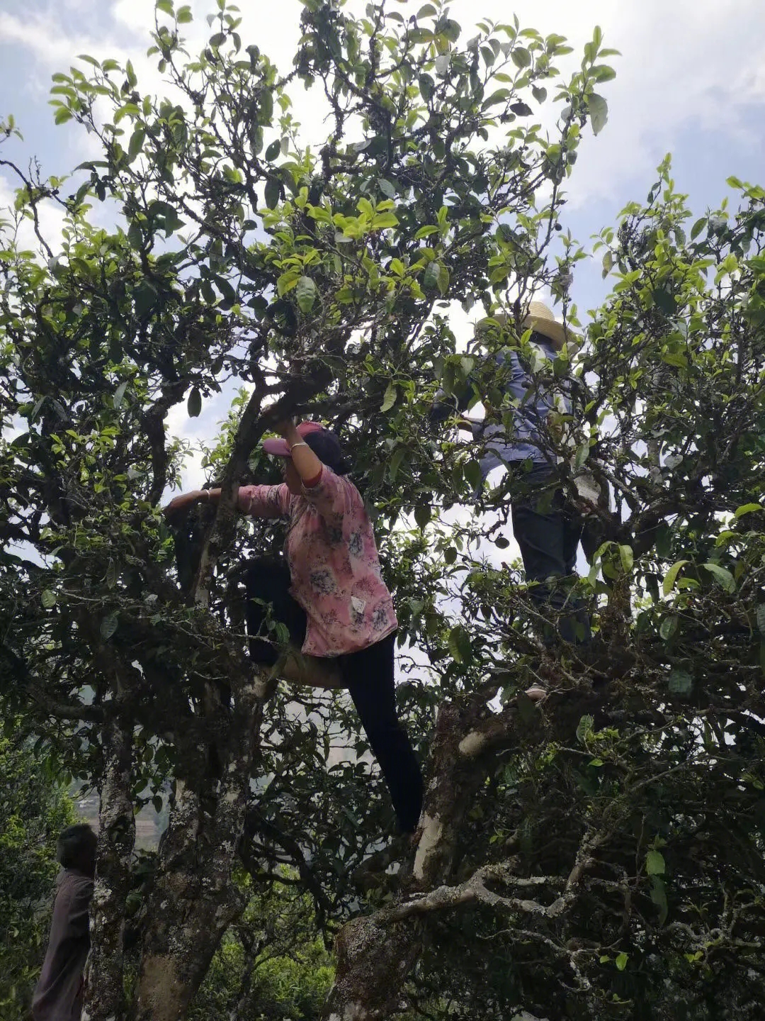 2023年寧洱擺尾箐古樹春茶特點(diǎn)是什么？