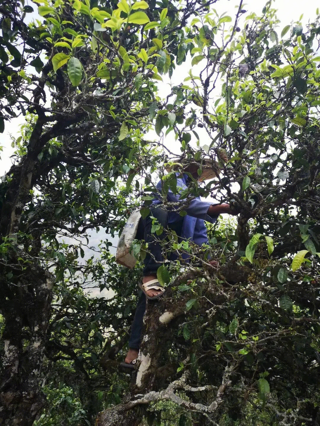 2023年寧洱擺尾箐古樹春茶品質(zhì)如何？