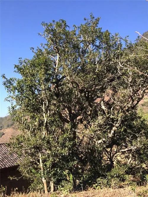 2023年寧洱擺尾箐古樹春茶價格是多少？