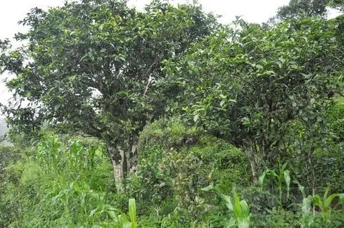 2023年鎮(zhèn)沅老海塘古樹春茶特點 是什么？