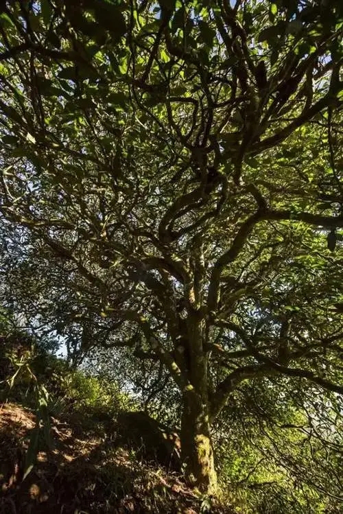 2023年鎮(zhèn)沅老烏山古樹春茶品質(zhì)如何？