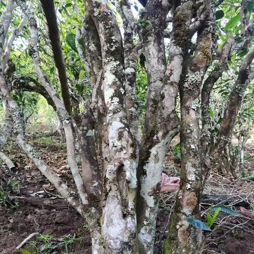 2023年鎮(zhèn)沅老烏山古樹春茶價格是多少？