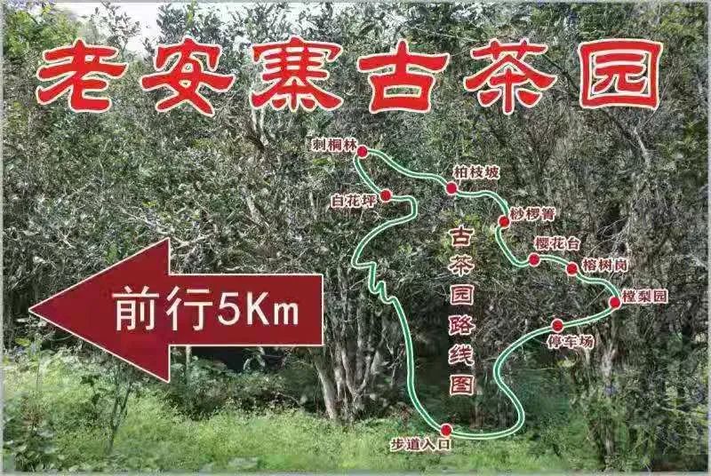 2023年普洱老安寨古樹春茶品質(zhì)如何？