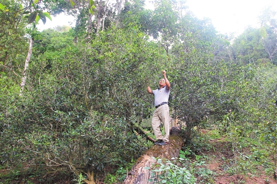 2023年普洱老安寨古樹春茶價(jià)格是多少？