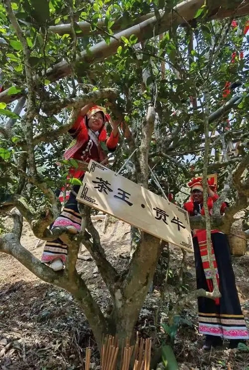 2023年普洱老安寨古樹(shù)春茶多少一公斤？