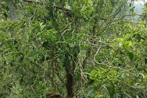 2023年千家寨古樹春茶口感怎么樣？