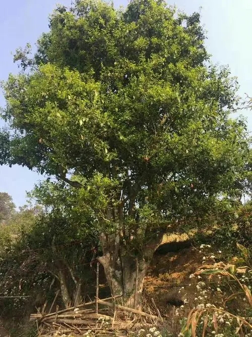 2023年千家寨古樹春茶特點(diǎn)是什么？