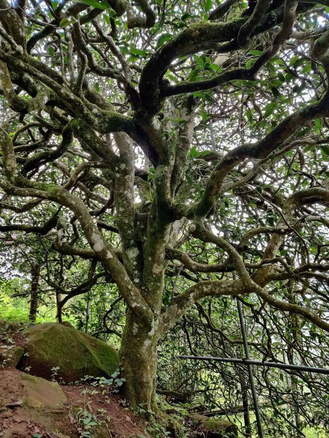 2023年千家寨古樹(shù)春茶品質(zhì)如何？