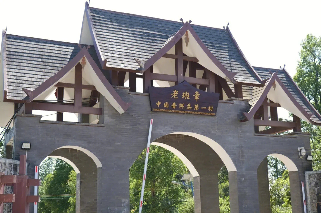 2024年老班章古樹春茶價格是多少？