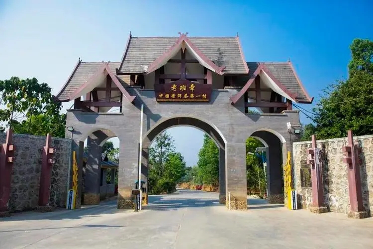 2024年老班章古樹春茶口感是什么？