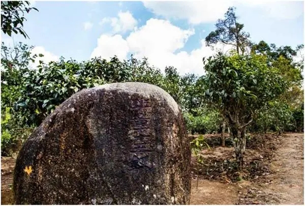 2024年老班章古樹春茶多少一公斤？