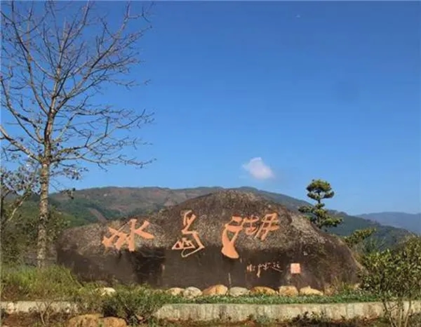 2024年冰島老寨古樹春茶品質怎么樣？