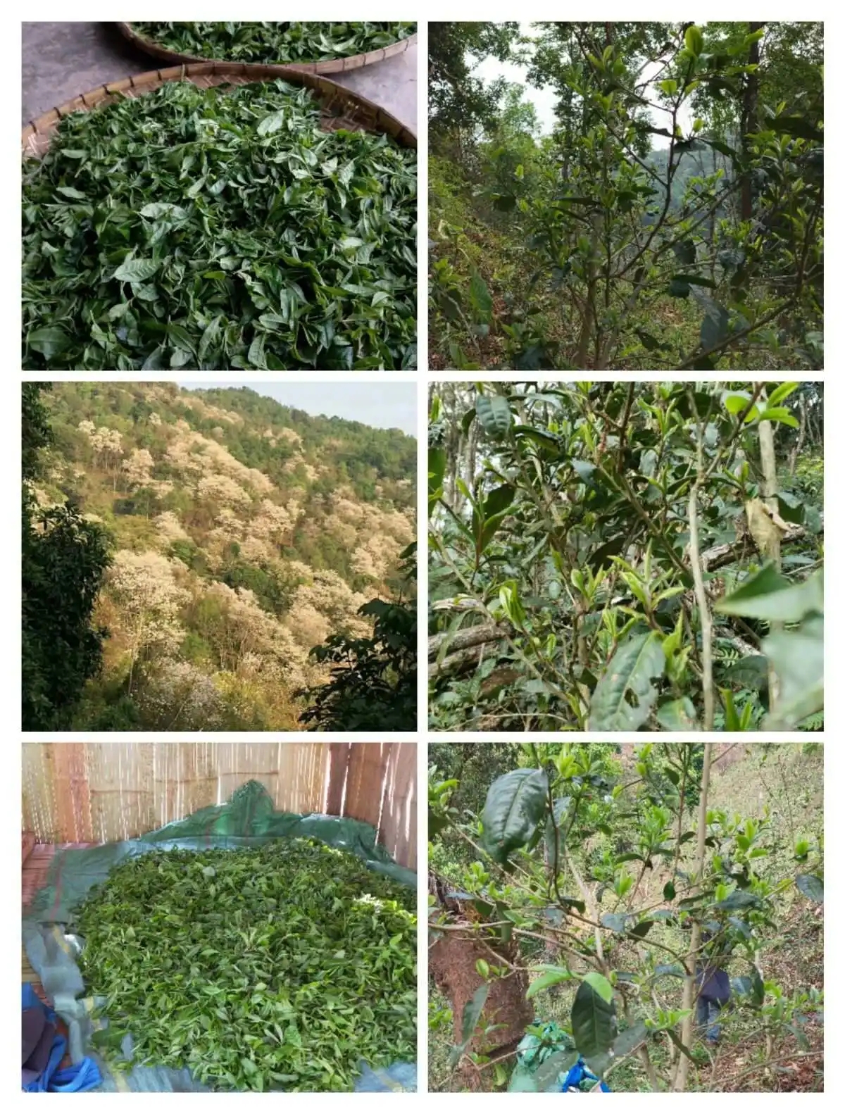 2024年曼松古樹春茶價格是多少？