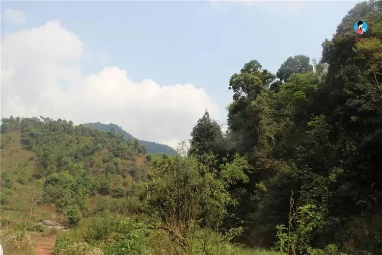 2024年薄荷塘古樹春茶品質怎么樣？