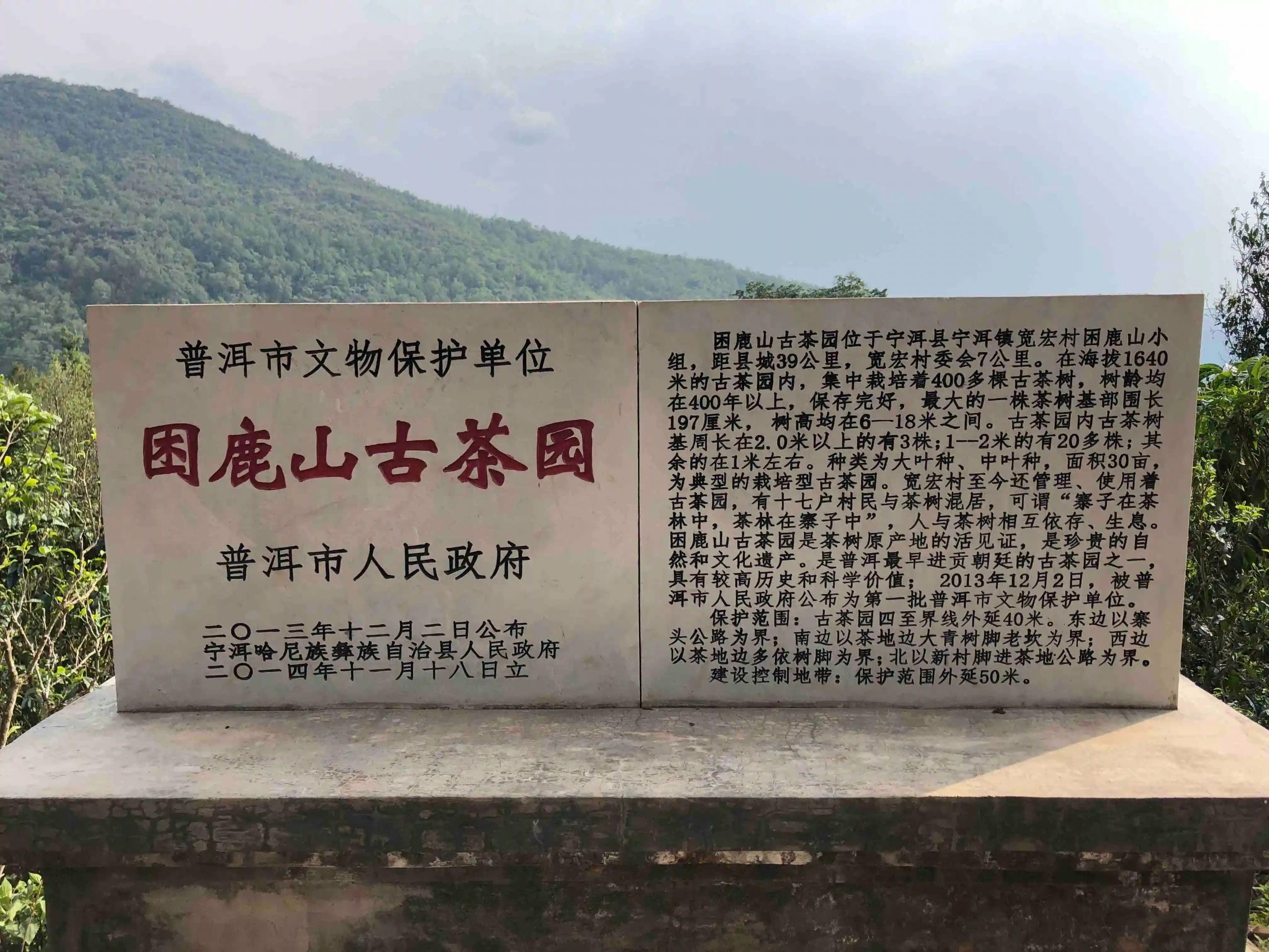 2024年困鹿山古樹春茶品質怎么樣？