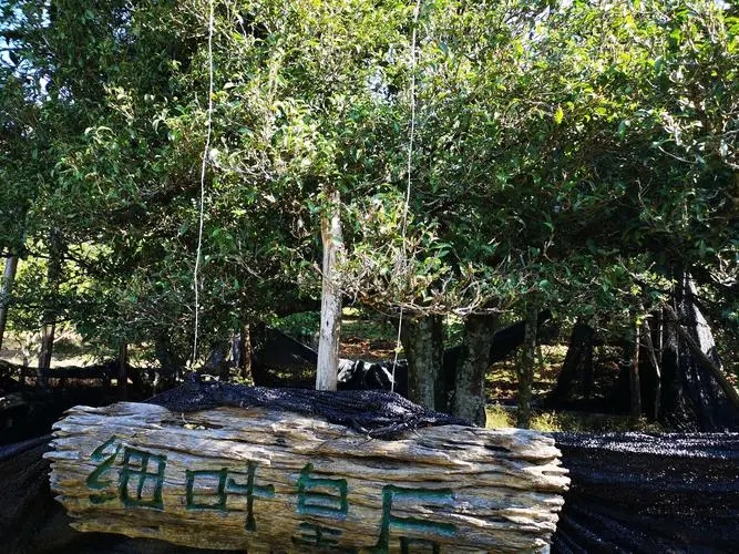 2024年困鹿山古樹春茶口感如何？