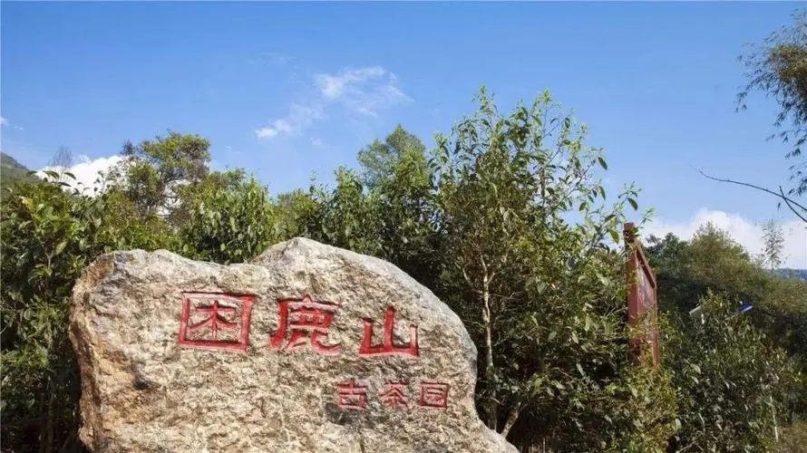 2024年困鹿山古樹春茶特點是什么？