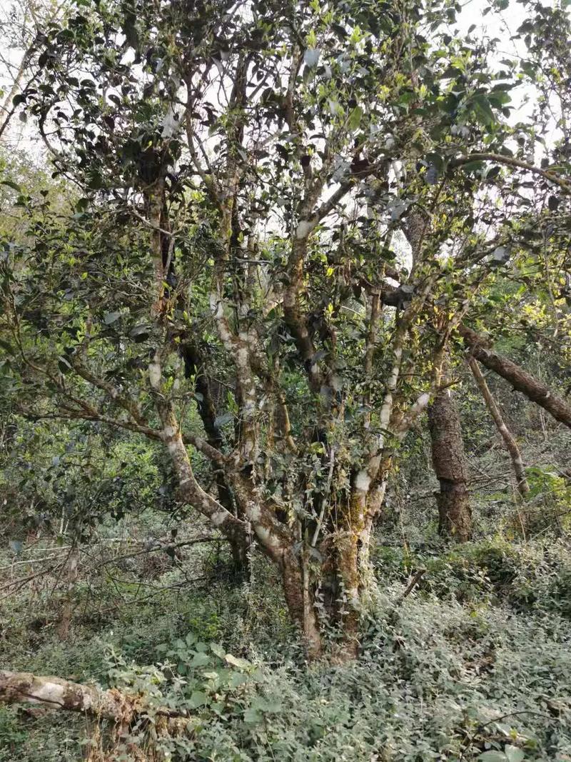 2024年迷帝古樹春茶口感如何？