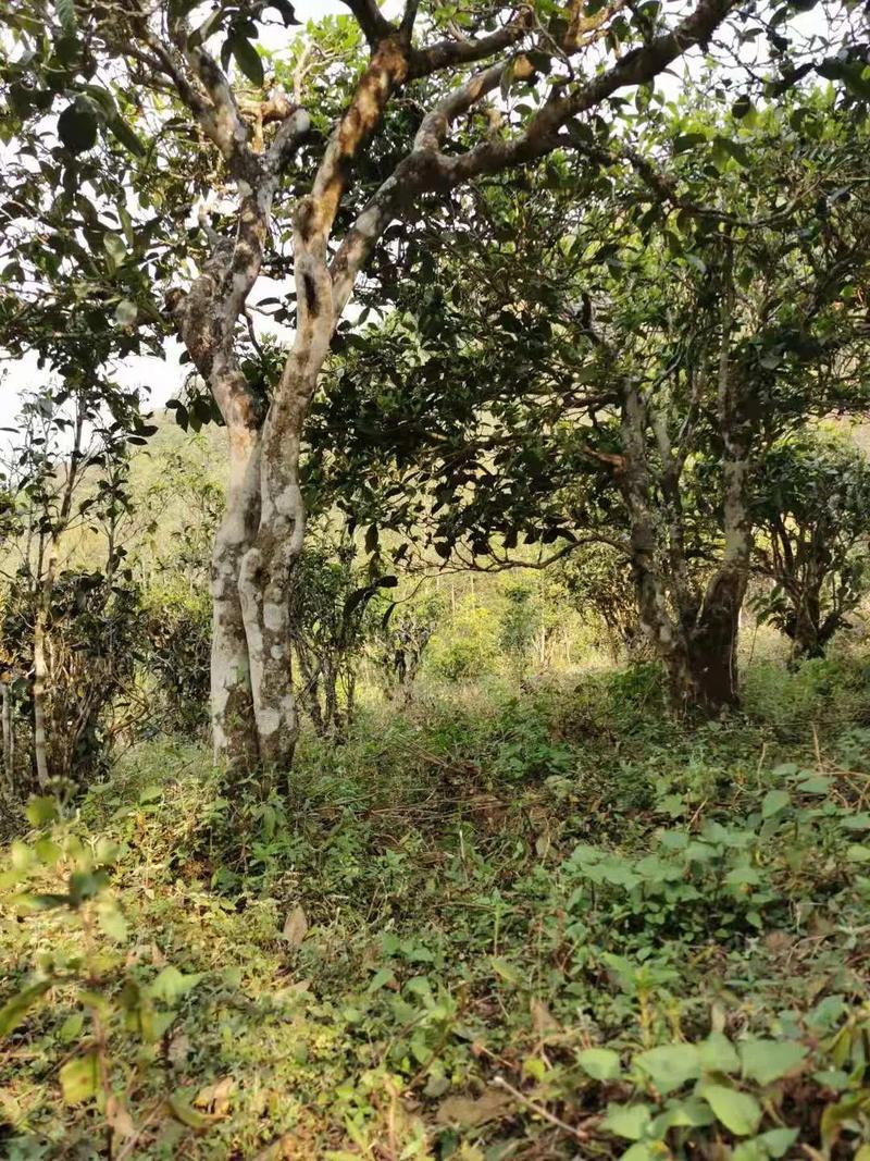 2024年迷帝古樹春茶品質怎么樣？