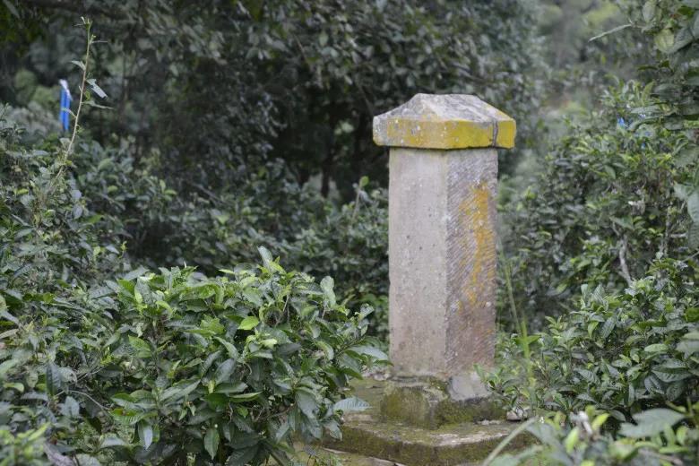 2024年迷帝古樹春茶價格是多少？