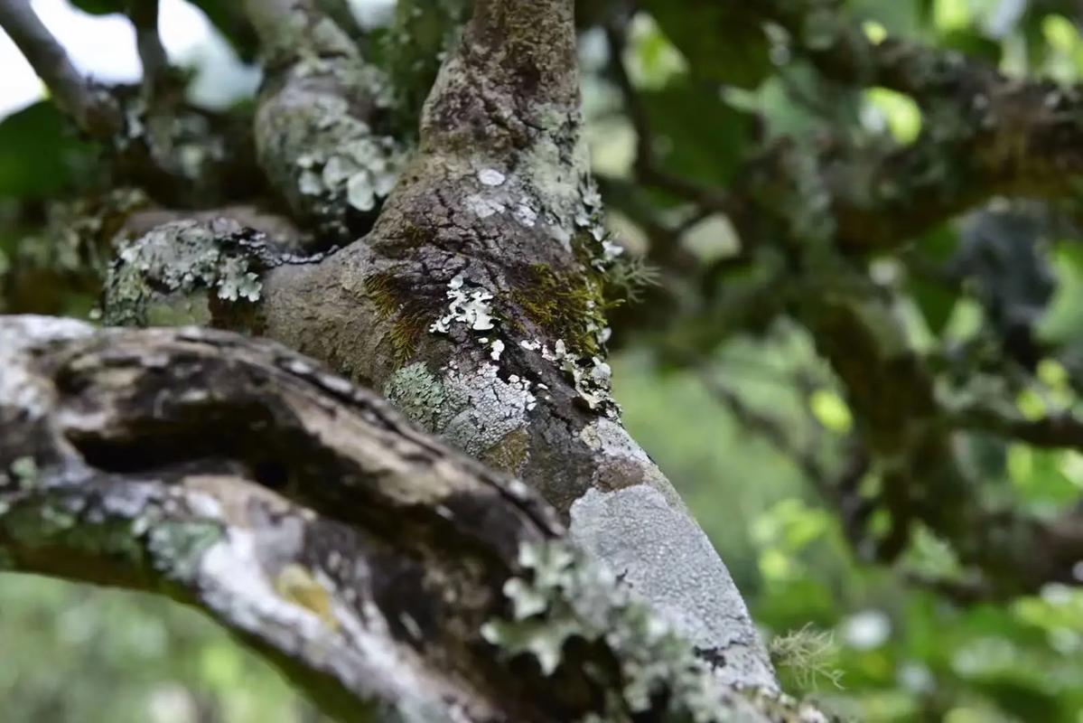 2024年迷帝古樹春茶多少錢一公斤？