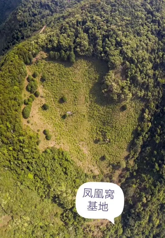 2024年墨江鳳凰窩古樹春茶口感如何？