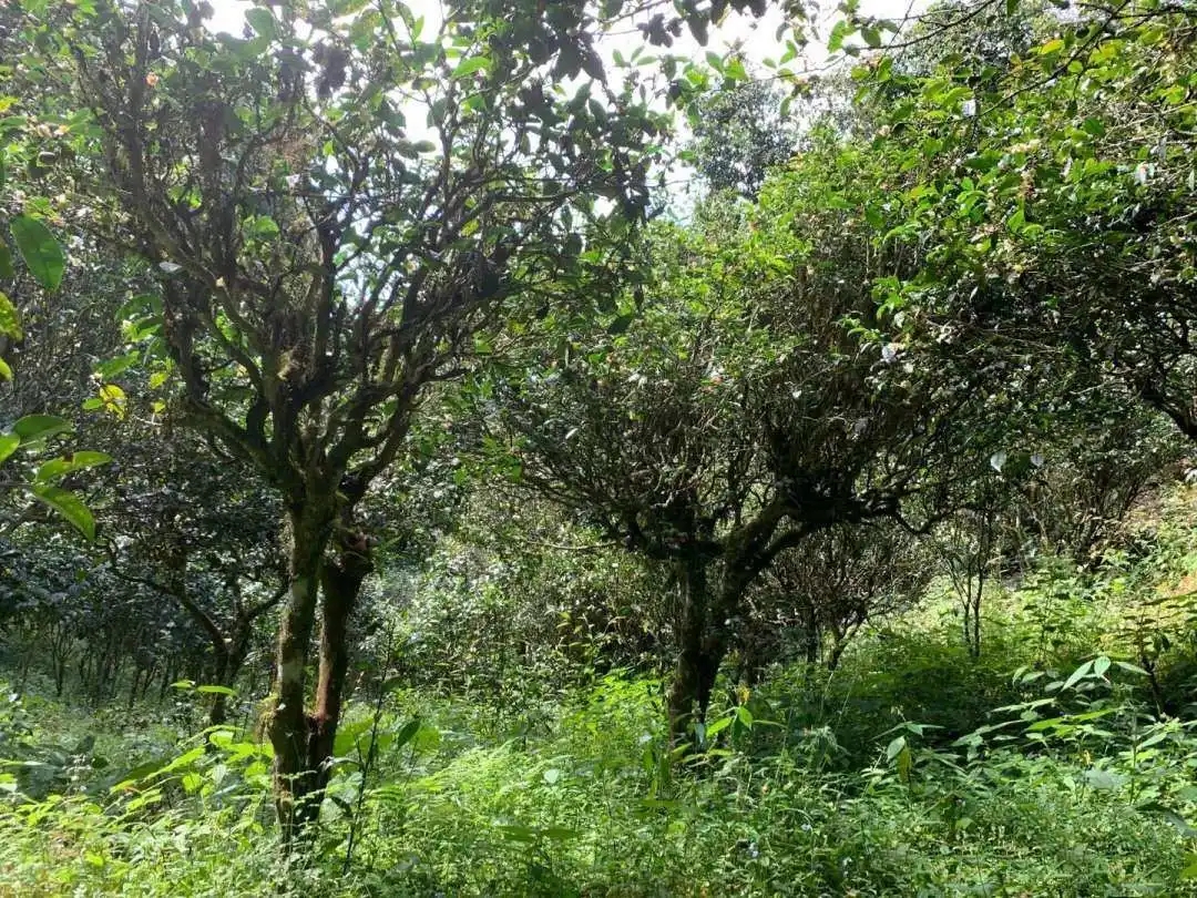 2024年墨江鳳凰窩古樹春茶品質(zhì)怎么樣？