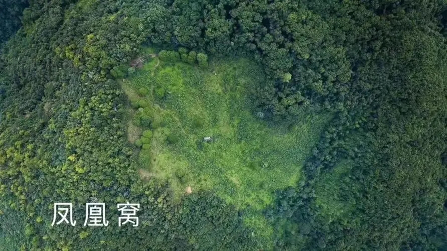 2024年墨江鳳凰窩古樹(shù)春茶多少錢一公斤？