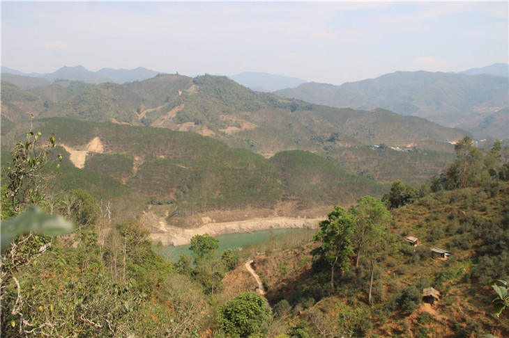 2024年昔歸古樹春茶口感是什么？