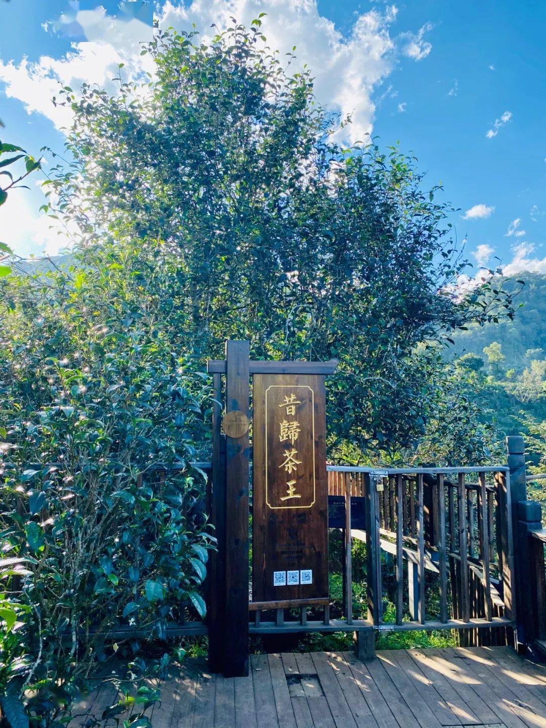 2024年昔歸古樹春茶品質如何？