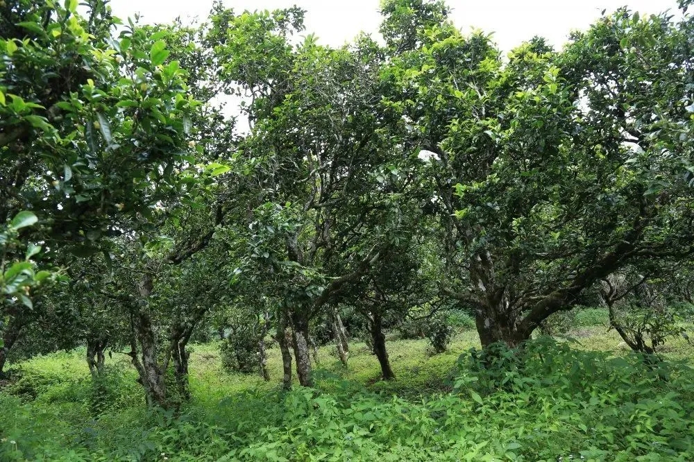 2024年昔歸古樹春茶價格是多少？