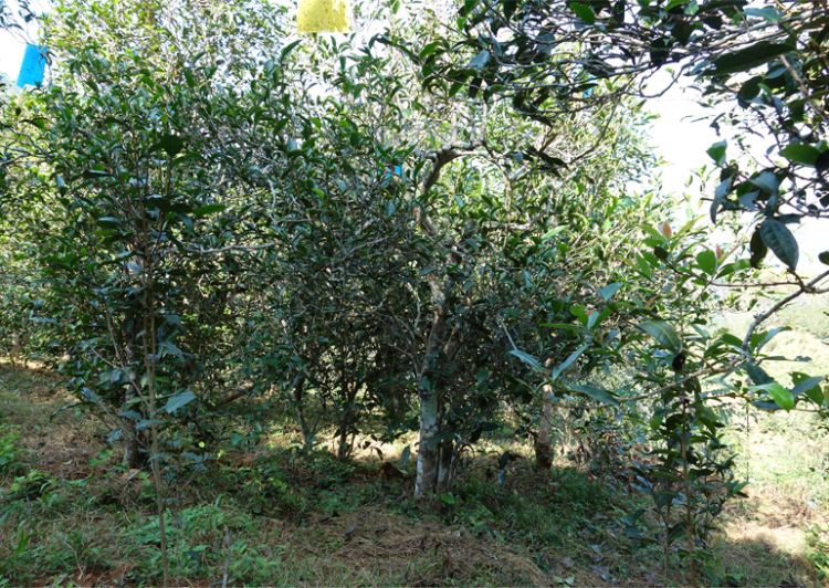 2024年昔歸古樹春茶多少錢一公斤？