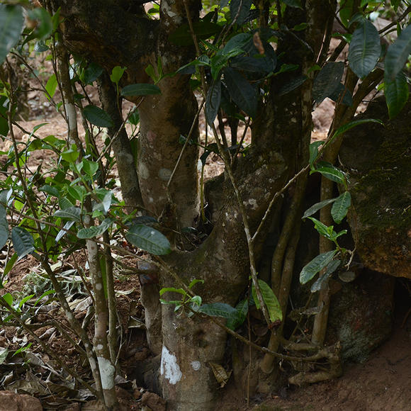 2024年磨烈古樹春茶口感怎么樣？