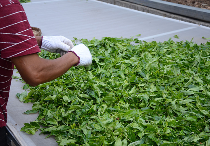 2024年磨烈古樹春茶特點是什么？