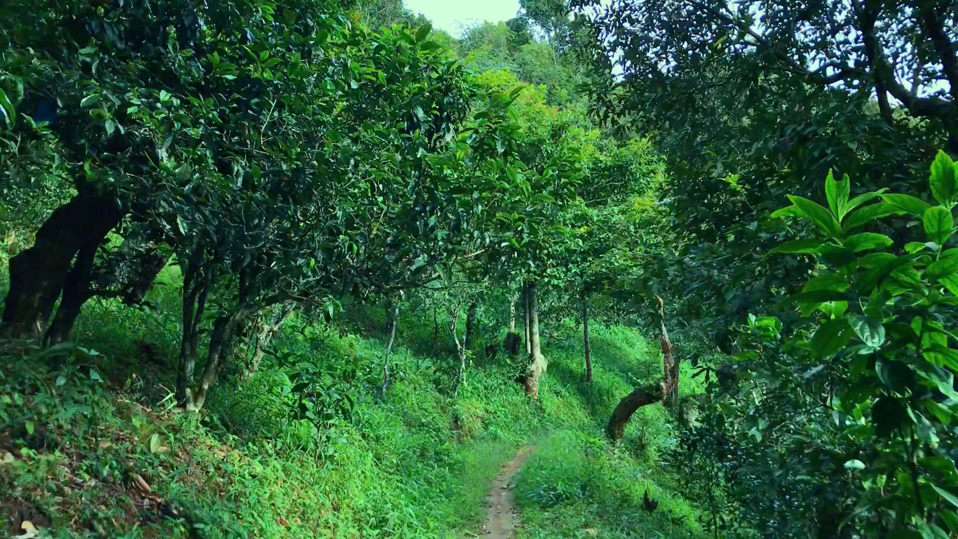 2024年磨烈古樹春茶品質(zhì)如何？