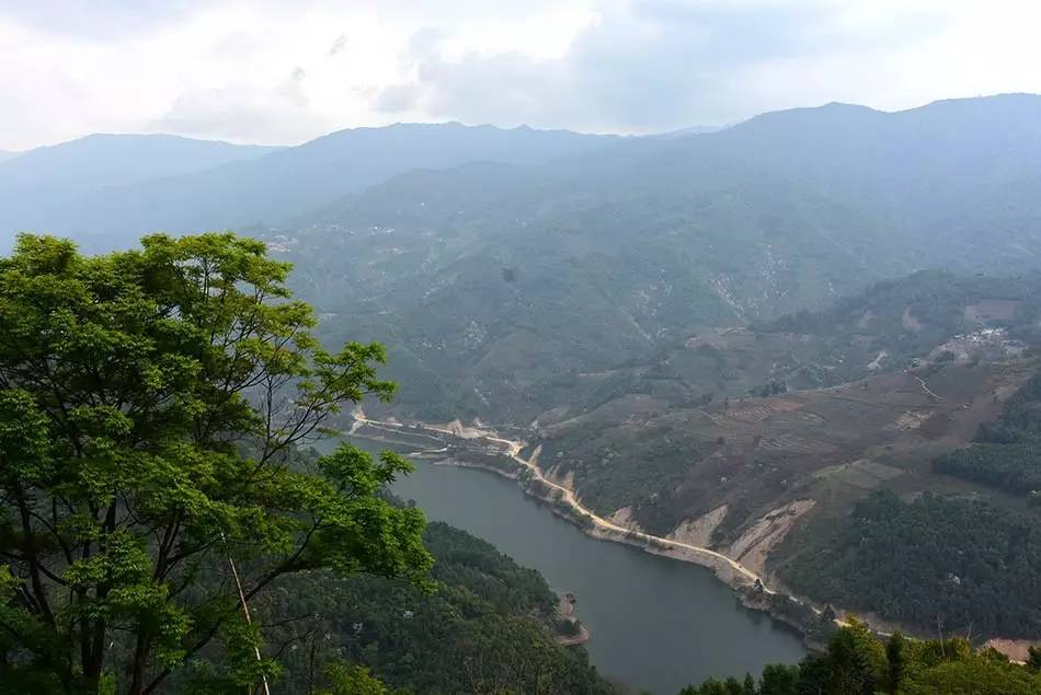 2024年磨烈古樹春茶多少錢一公斤？