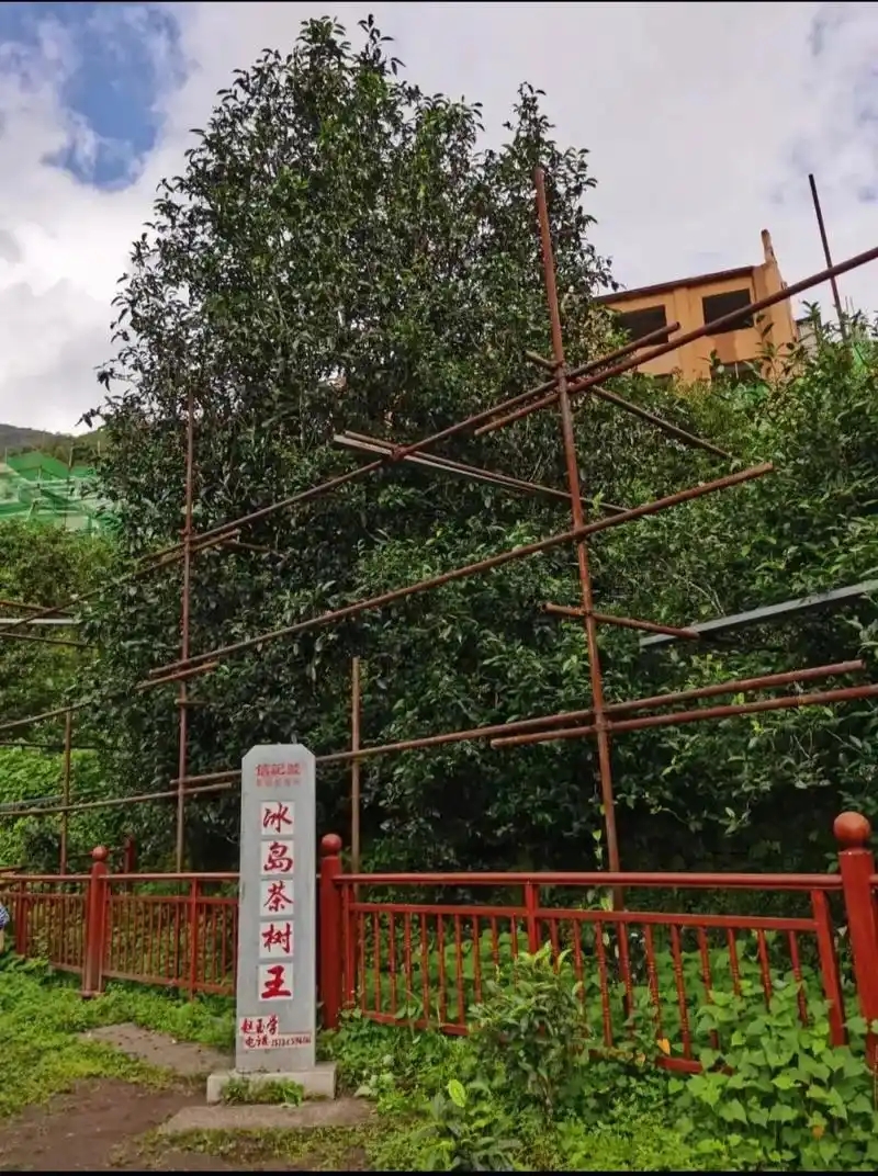 冰島老寨詳細介紹口感！