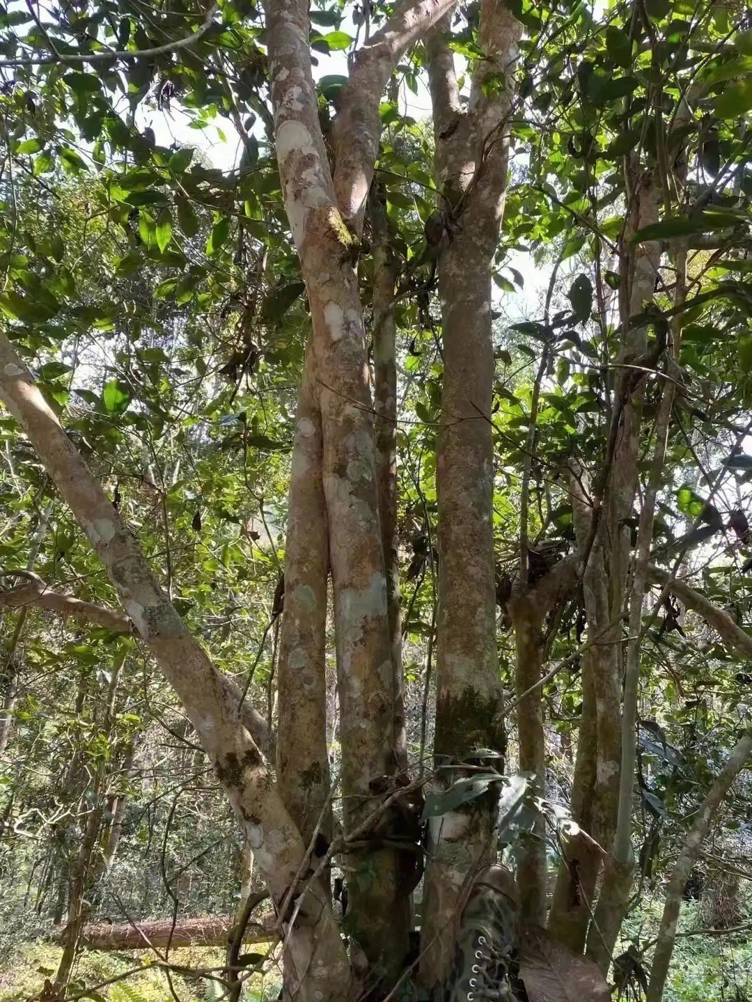 【薄荷塘】普洱茶為什么叫高桿茶？