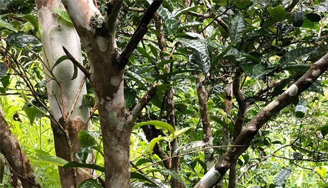 2025年易武古樹春茶品質(zhì)怎么樣？