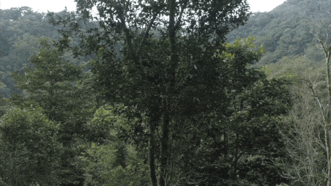 2025年易武古樹春茶價格是多少？