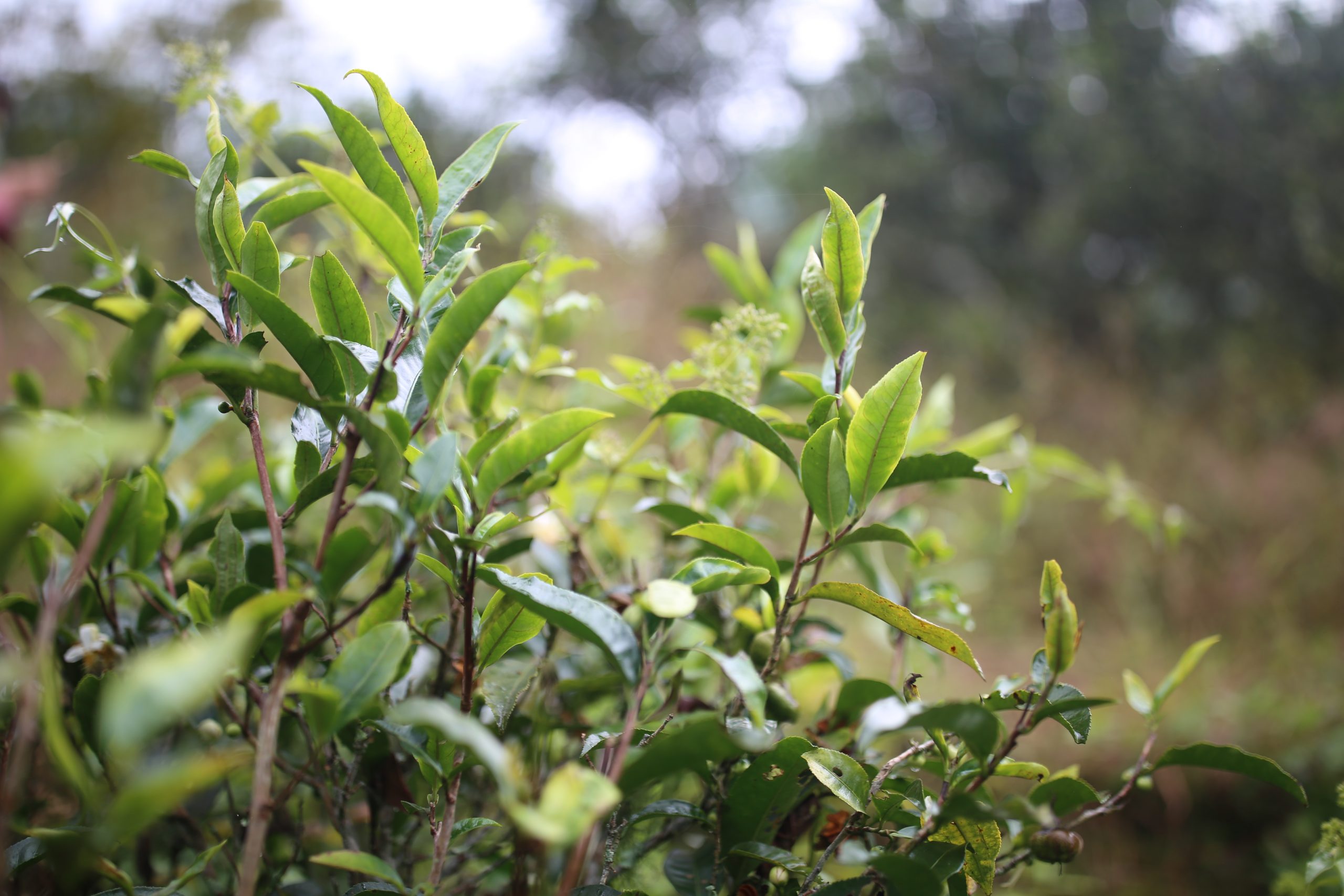 2025年蠻磚古樹春茶多少錢一公斤？