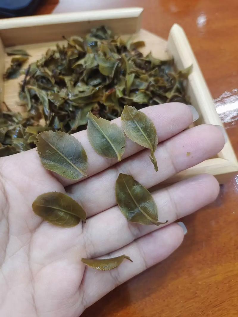 倚邦頭春茶，小葉種的春天
