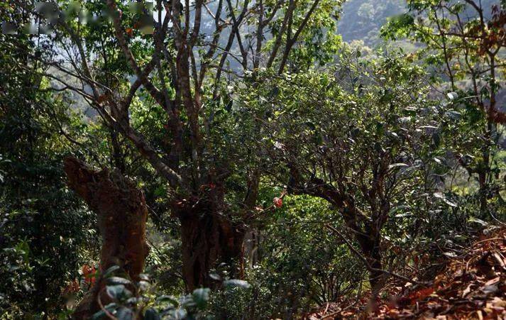 先有莽枝牛滾塘，之后才有普洱府